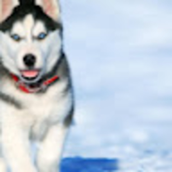 Meet your Posher, Keebler - Picture 1 of 1